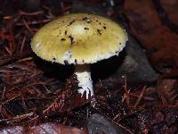 Amanita phalloides image