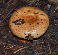 Lactarius rubrilacteus image