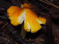 Hygrocybe acutoconica image