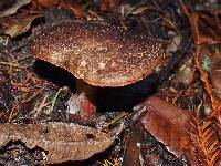 Boletus chrysenteron image