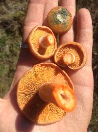 Lactarius deliciosus image