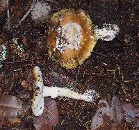 Amanita calyptroderma image