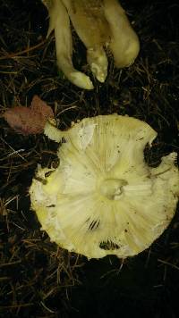 Amanita muscaria image