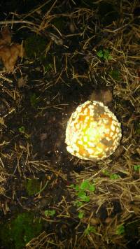 Amanita muscaria image