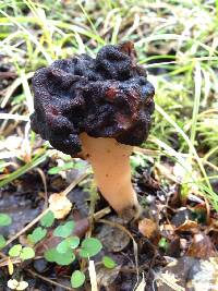 Gyromitra tasmanica image