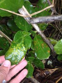 Puccinia coprosmae image