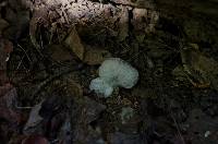Entoloma abortivum image