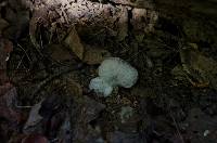 Entoloma abortivum image