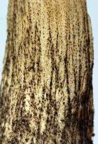 Leccinum scabrum image