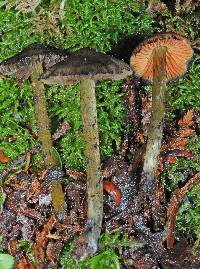 Image of Hygrocybe astatogala