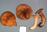 Lactarius umerensis image