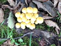 Hypholoma fasciculare image