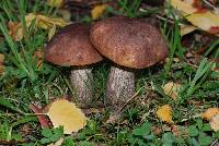 Leccinum scabrum image