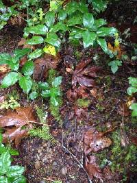 Laccaria laccata image