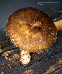 Polyporus arcularius image