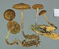 Psilocybe makarorae image