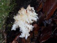 Hericium coralloides image