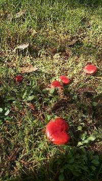 Russula sanguinaria image