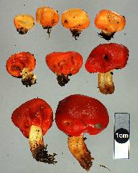 Leratiomyces erythrocephalus image