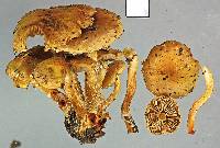 Pholiota subflammans image