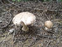 Amanita pantherina image