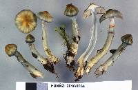 Cortinarius tessiae image