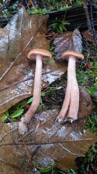 Laccaria laccata image