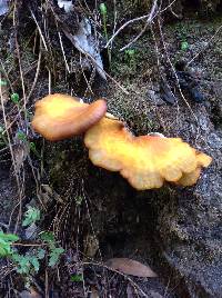 Omphalotus olivascens image