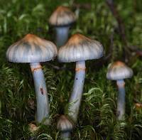 Cortinarius tessiae image