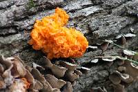 Tremella mesenterica image