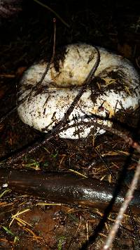 Russula brevipes image