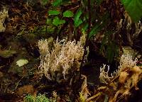 Ramaria abietina image