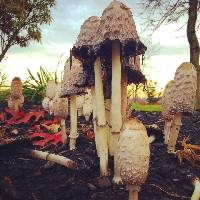 Coprinus comatus image