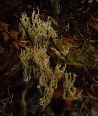 Ramaria abietina image