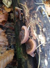 Auricularia auricula-judae image