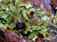 Lobaria pulmonaria image