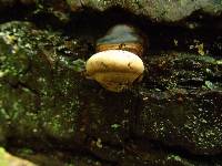 Fomitopsis pinicola image