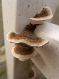 Trametes versicolor image