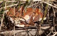 Ganoderma lucidum image