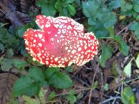 Amanita muscaria image