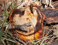 Ganoderma lucidum image