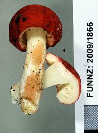 Russula kermesina image