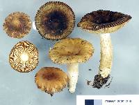 Russula acrolamellata image