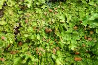 Lobaria adscripta image