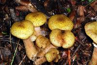 Armillaria limonea image