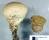 Calvatia craniiformis image