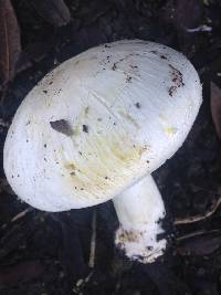 Agaricus xanthodermus image