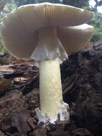 Amanita phalloides image