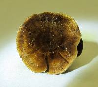 Coltricia cinnamomea image