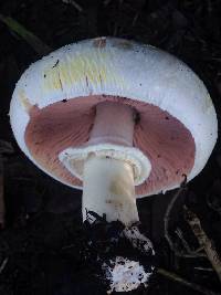 Agaricus xanthodermus image